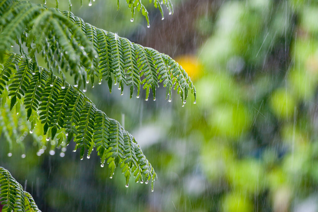 Lush green branch, wet. Tropical rain. Thailand rain season
