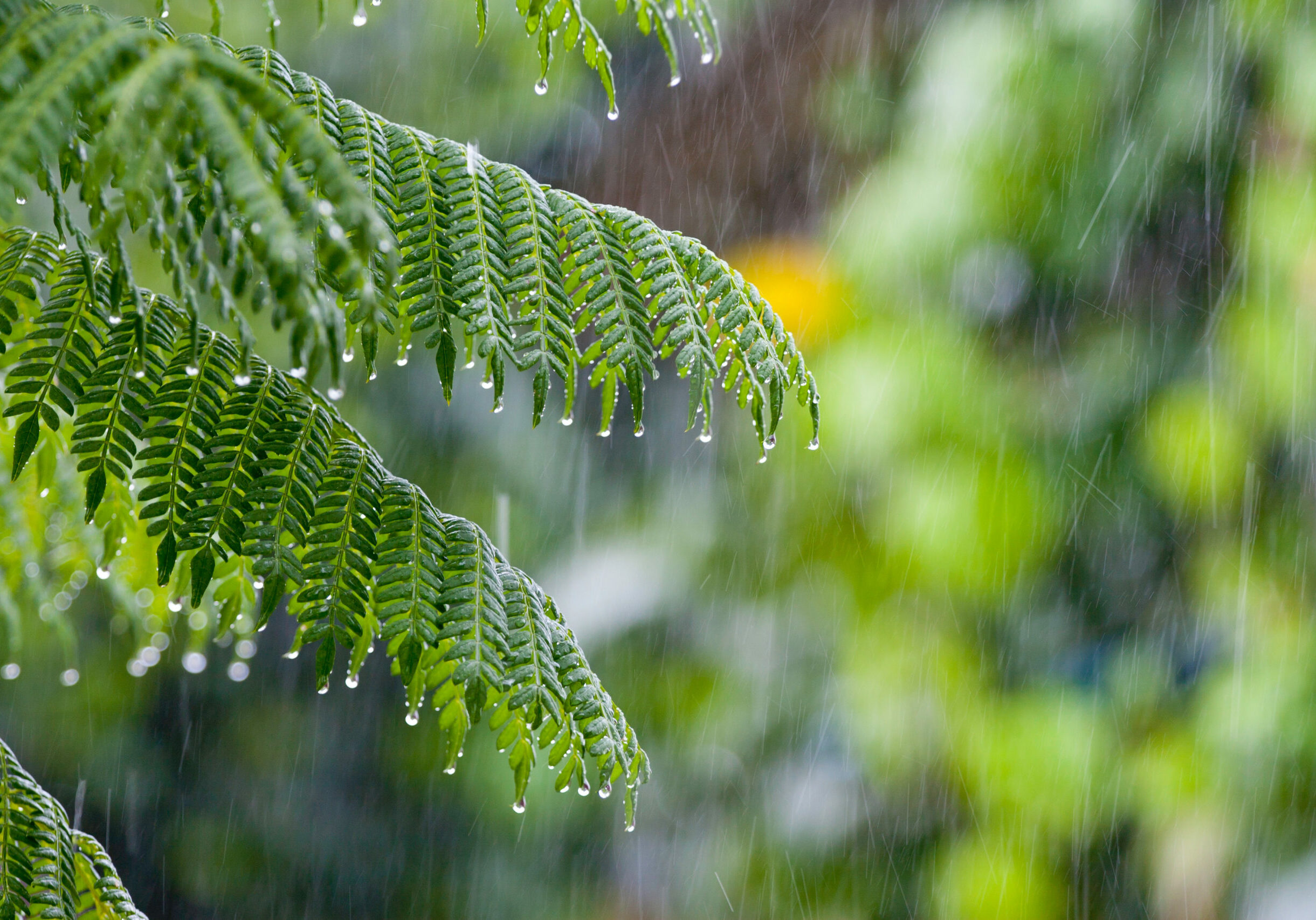 Lush green branch, wet. Tropical rain. Thailand rain season